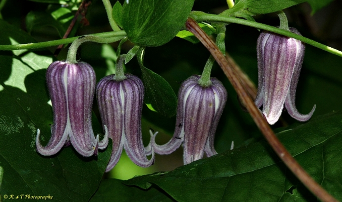 {Clematis sp}